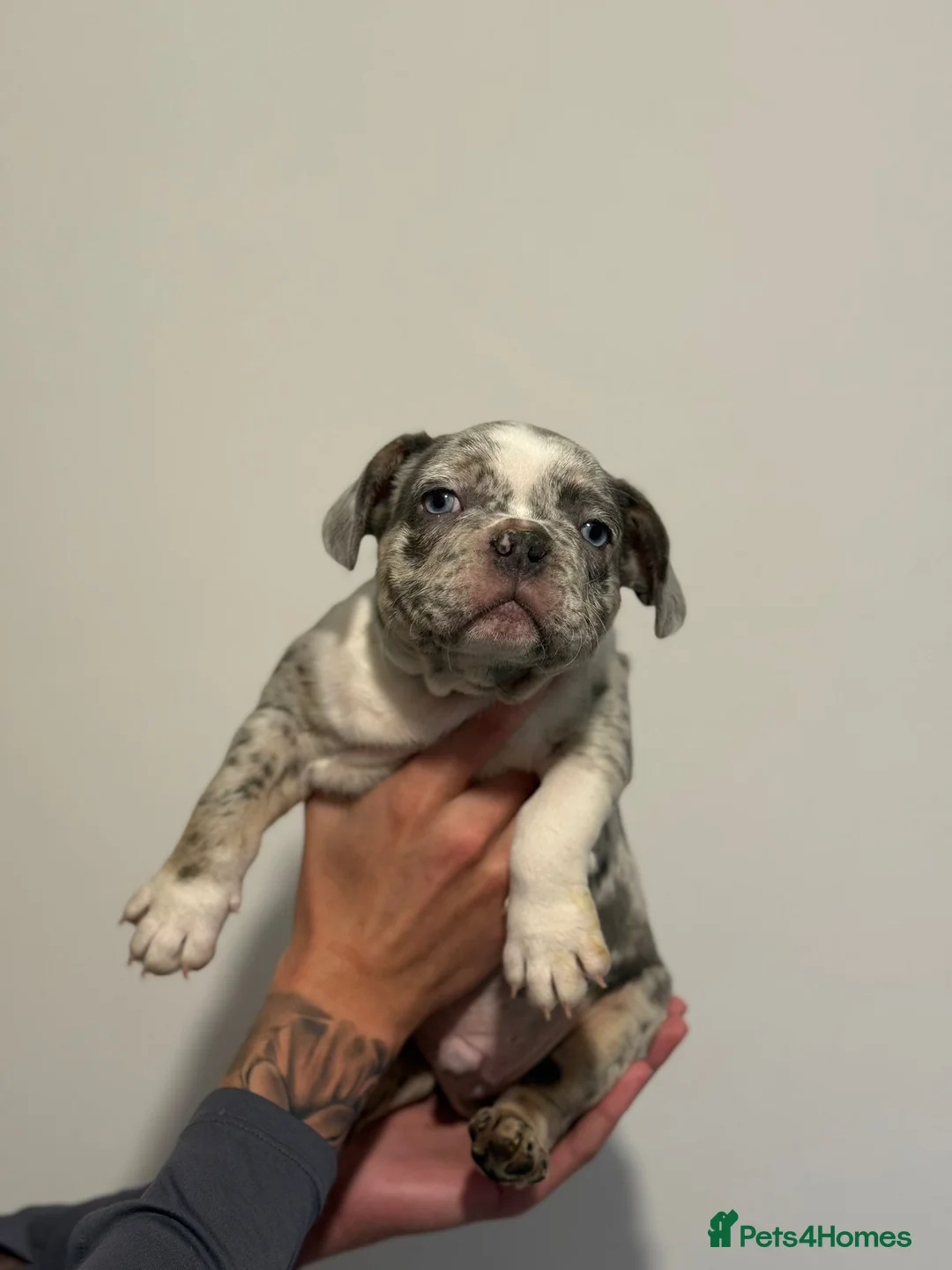 French Bulldog dogs for sale: French bulldogs  - Advert 3