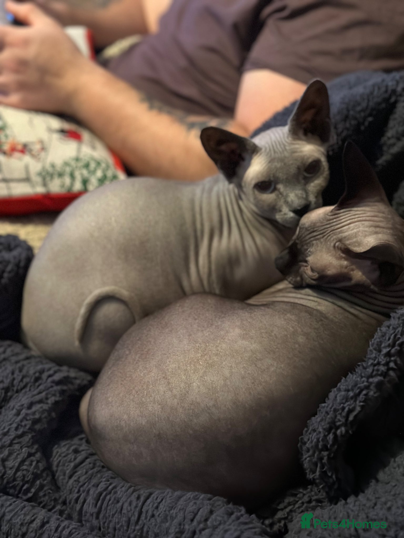 Sphynx cats Mum & Daughter looking for forever homes - Advert 9