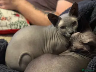 Sphynx cats Mum & Daughter looking for forever homes - Advert 9