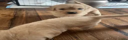 Golden Retriever dogs for sale: Golden Retrievers pure breed puppies - Advert 9