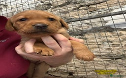 Labrador Retriever dogs for sale: KC reg health tested lab pups  - Image 14