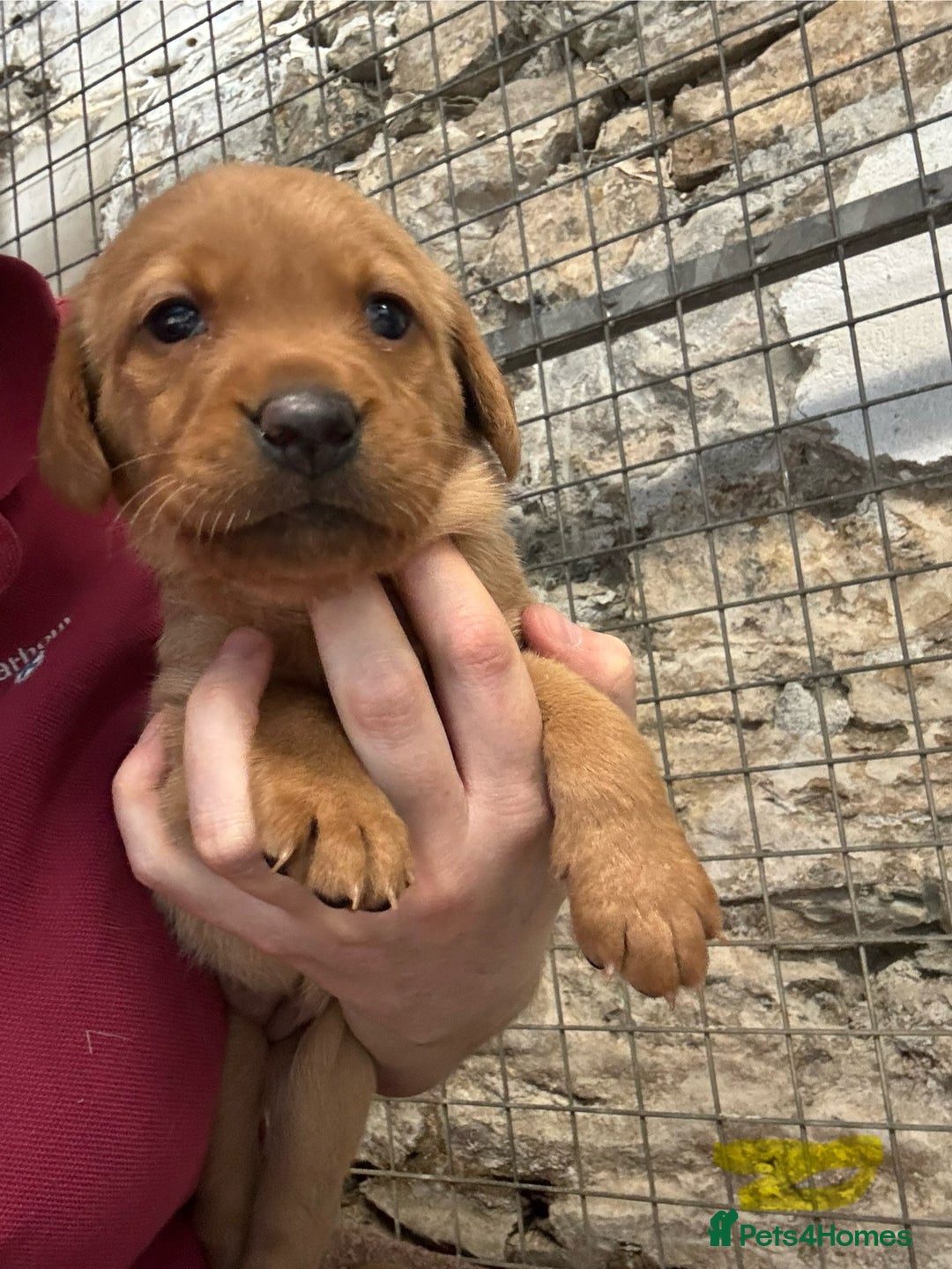 Labrador Retriever dogs for sale: KC reg health tested lab pups  - Image 14