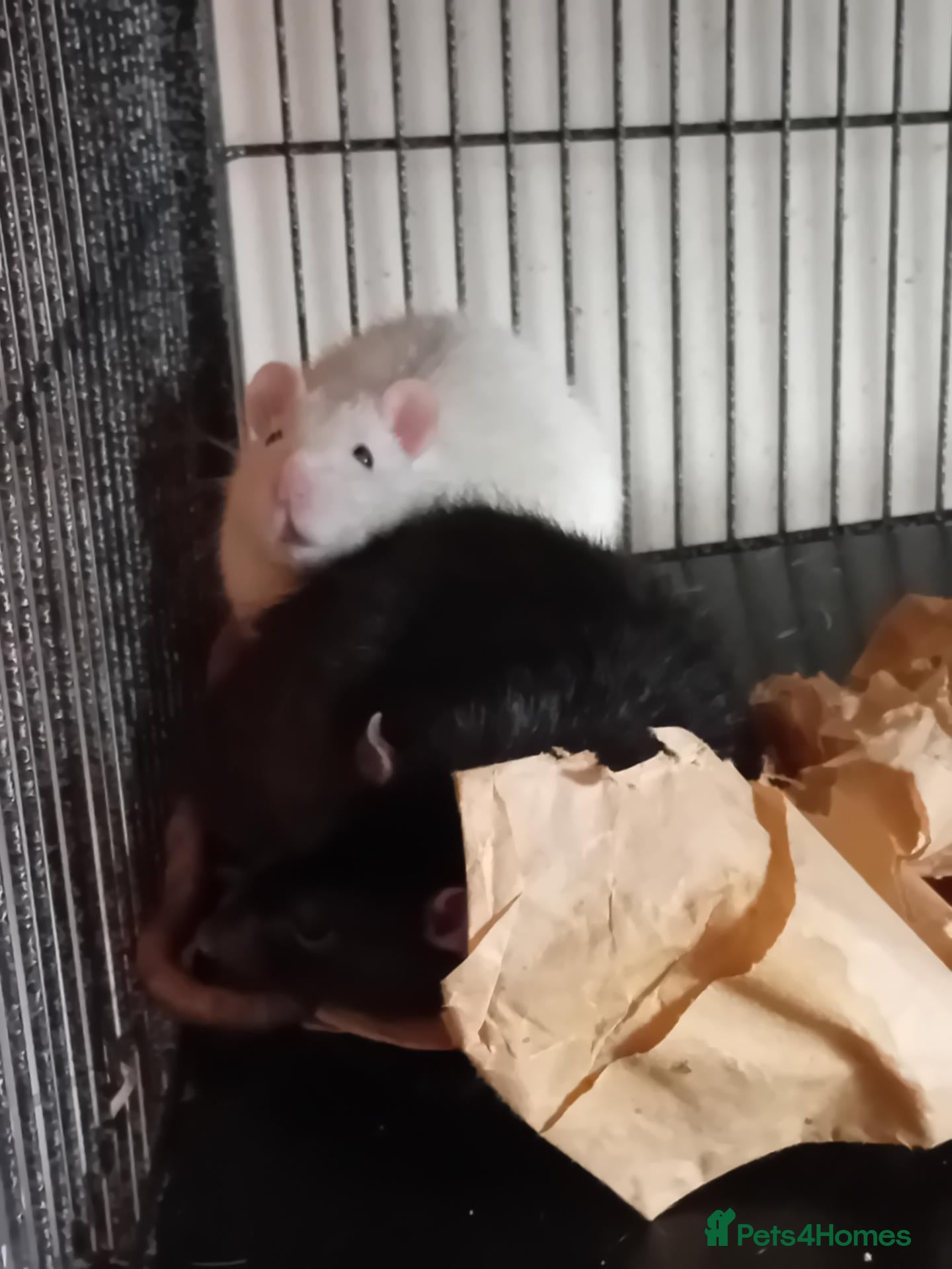 Rat rodents Rehoming for two 9-10month male rats! - Advert 1