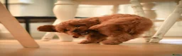 Cavapoo dogs for sale: F1 Red Cavapoo puppies ( health tested) - Advert 16