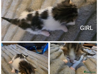 British Shorthair cats - Advert 13