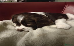 English Springer Spaniel dogs for sale: 🐾Beautiful KC Registered ES Spaniel Puppies🐾 - Image 11