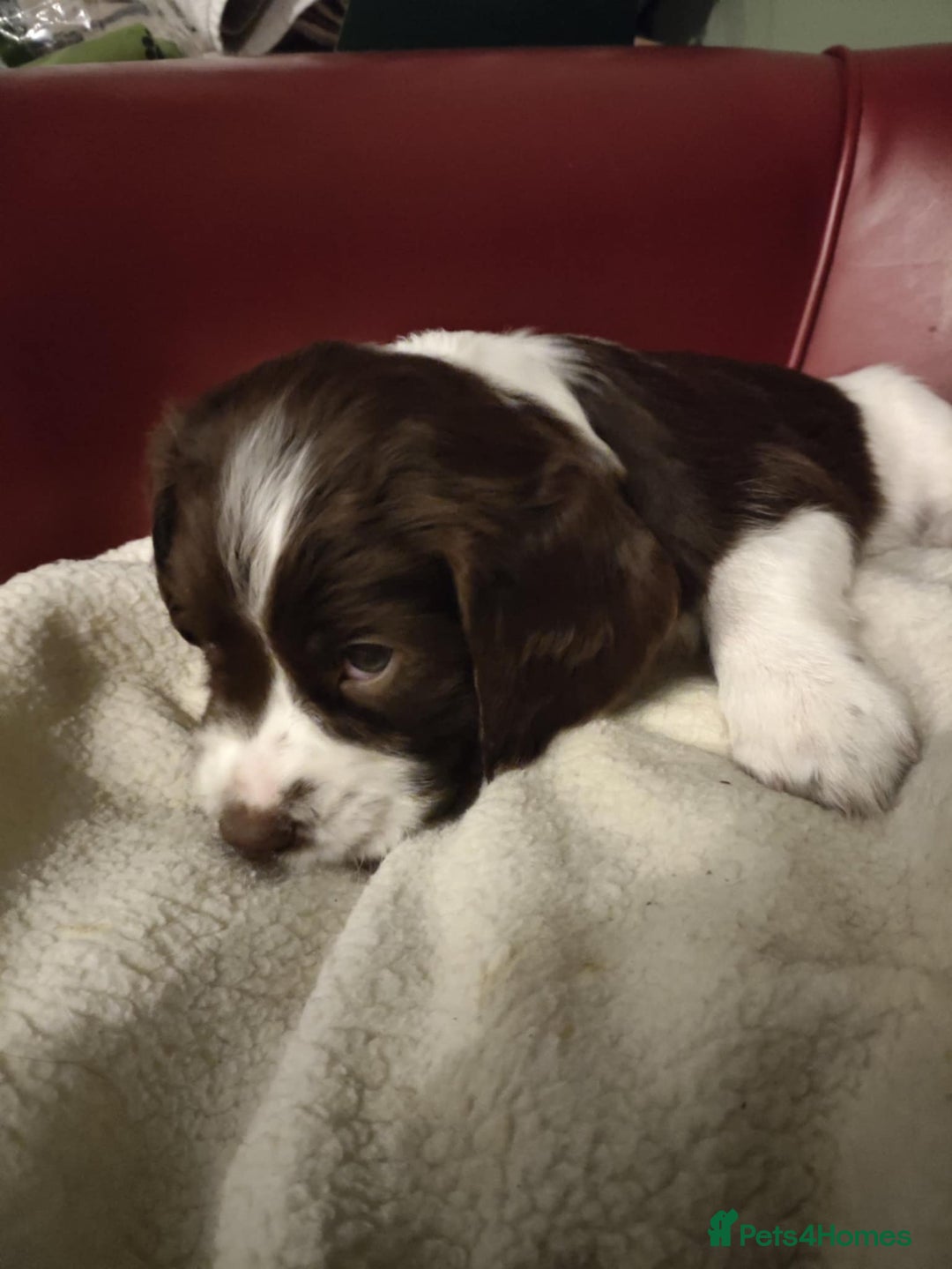 English Springer Spaniel dogs for sale: 🐾Beautiful KC Registered ES Spaniel Puppies🐾 - Image 11