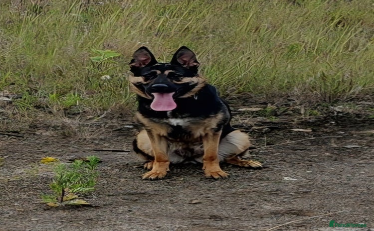 German Shepherd dogs - Advert 2