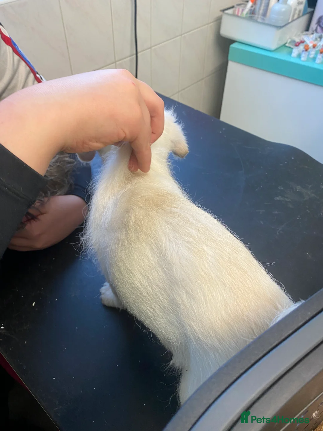 Mixed Breed dogs for sale: Daxie-CHON PUPPIES FOR SALE - Advert 29