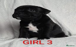 Staffordshire Bull Terrier dogs for sale: KC registered Champions Bloodline Show Quality  - Image 19