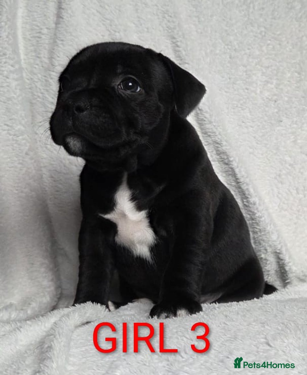 Staffordshire Bull Terrier dogs for sale: KC registered Champions Bloodline Show Quality  - Image 19