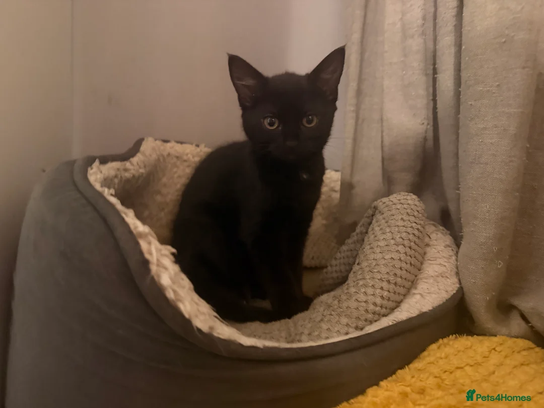 Mixed Breed cats for sale: Kittens - Advert 5