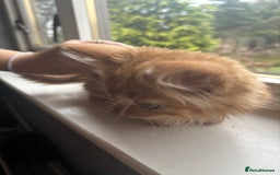 British Longhair cats for sale: 1 male and 1 female 15 week old kittens - Image 5