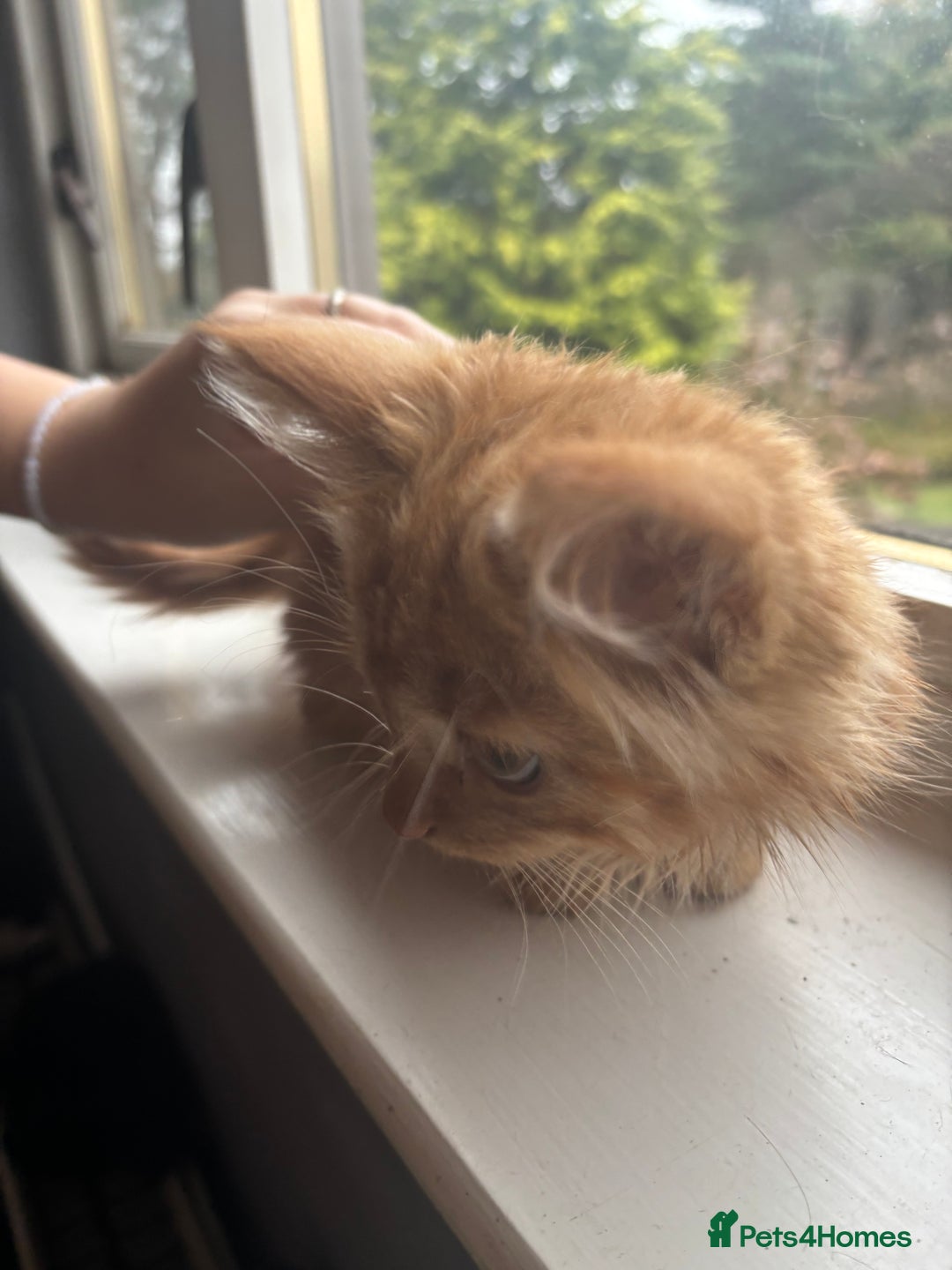 British Longhair cats for sale: 1 male and 1 female 15 week old kittens - Image 5