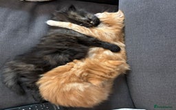Mixed Breed cats for sale: Quarter Persian kittens  - Image 10