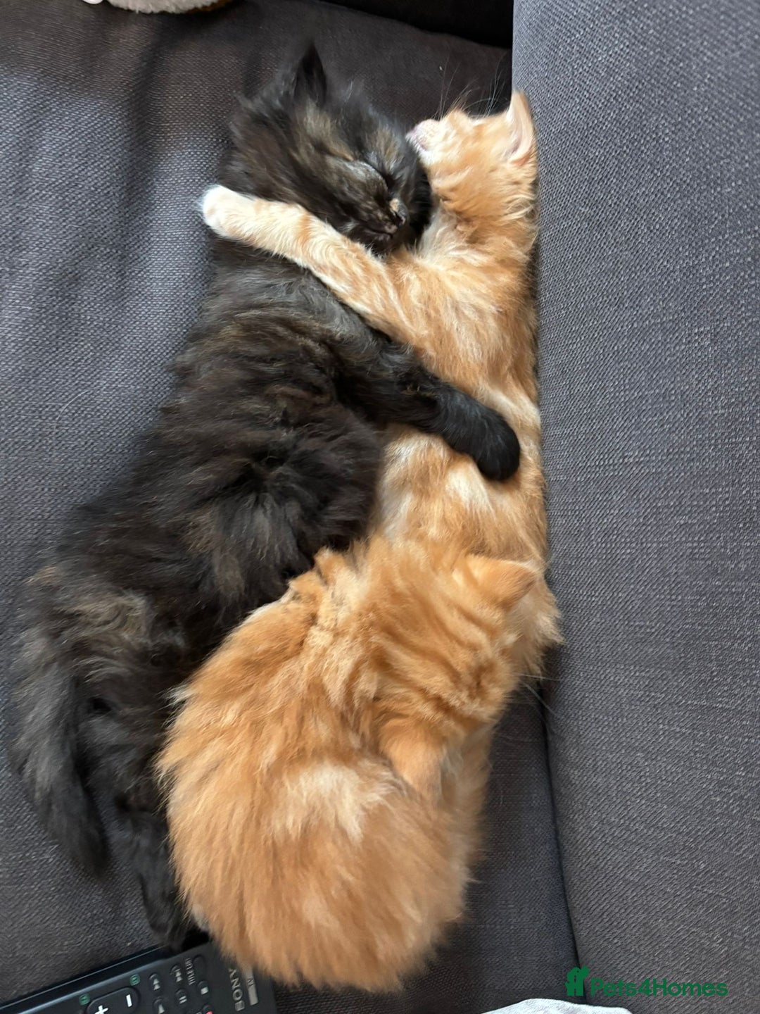Mixed Breed cats for sale: Quarter Persian kittens  - Image 10