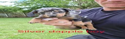 Miniature Dachshund dogs for sale: PRA CLEAR, KC REG MIN DACHSHUNDS  - Advert 18