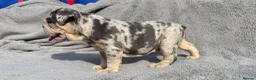 English Bulldog dogs for sale: KC registered Quality English bulldog pups - Advert 10