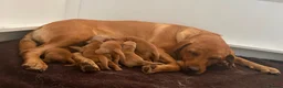Labrador Retriever dogs for sale: KC Fox Red Labradors in Chelmsford - Advert 1