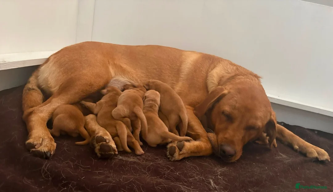 Labrador Retriever dogs for sale: KC Fox Red Labradors in Chelmsford - Advert 1