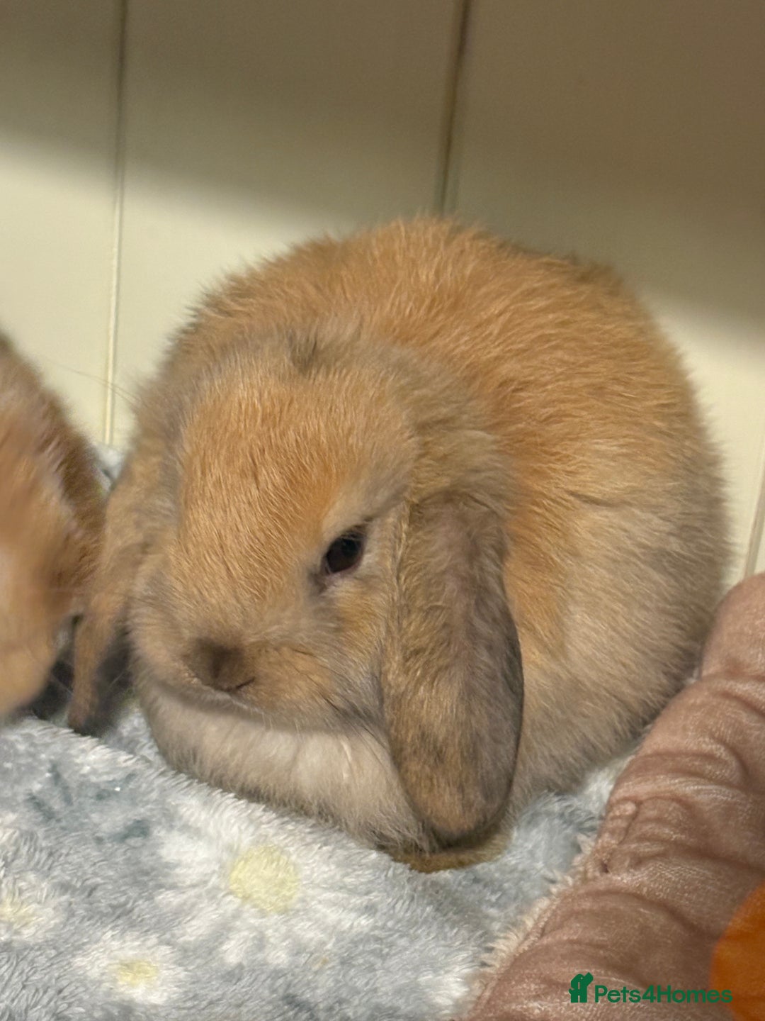 Mini Lop rabbits for sale: Vaccinated/raised indoors, mini lops and lion lop  - Advert 6