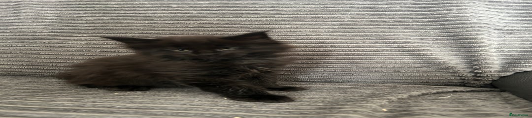 Maine Coon Kitten 2