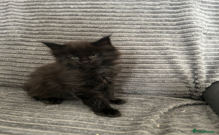 Maine Coon cats - Advert 9