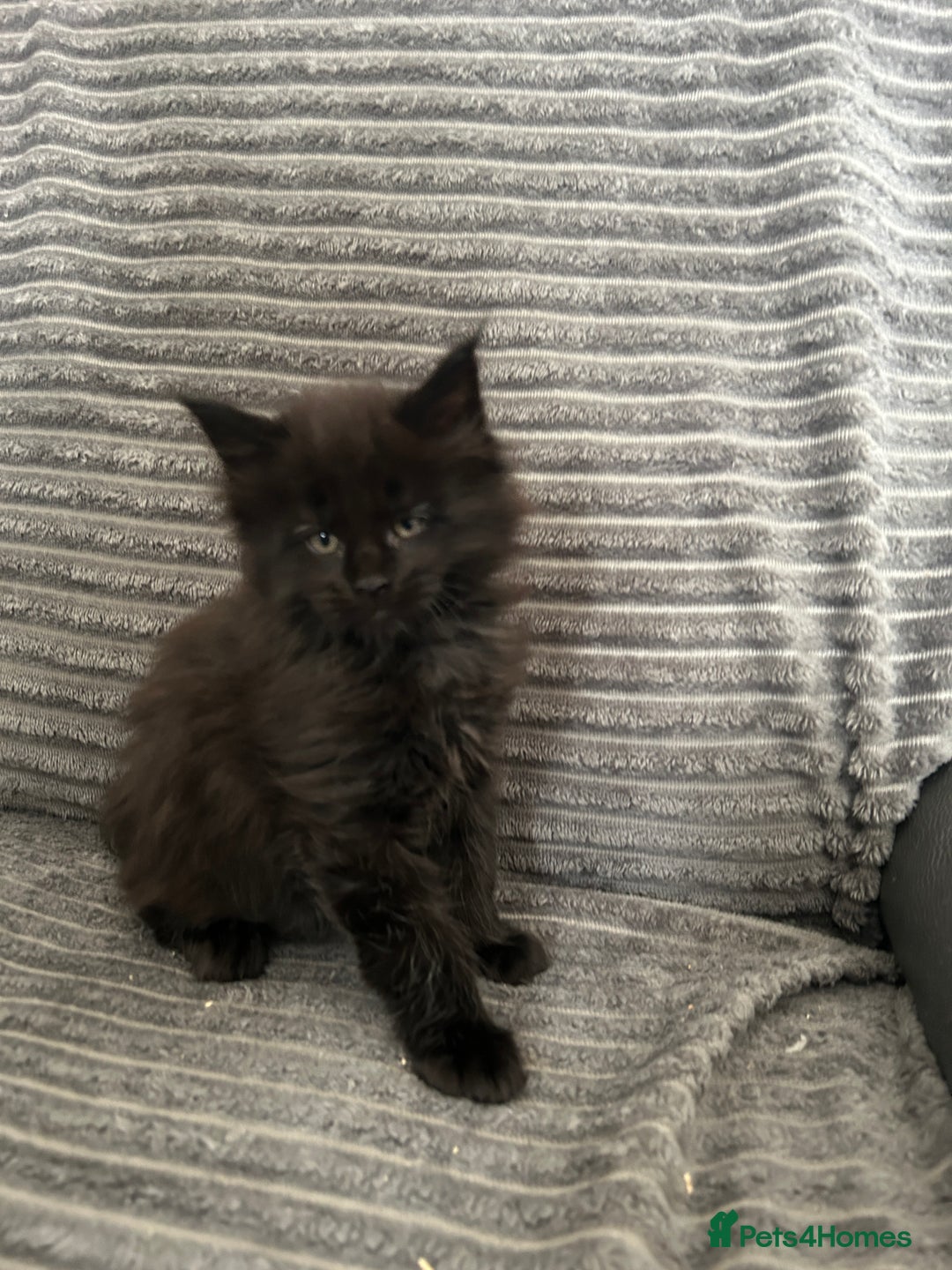 Maine Coon cats for sale: Kittens  - Image 1