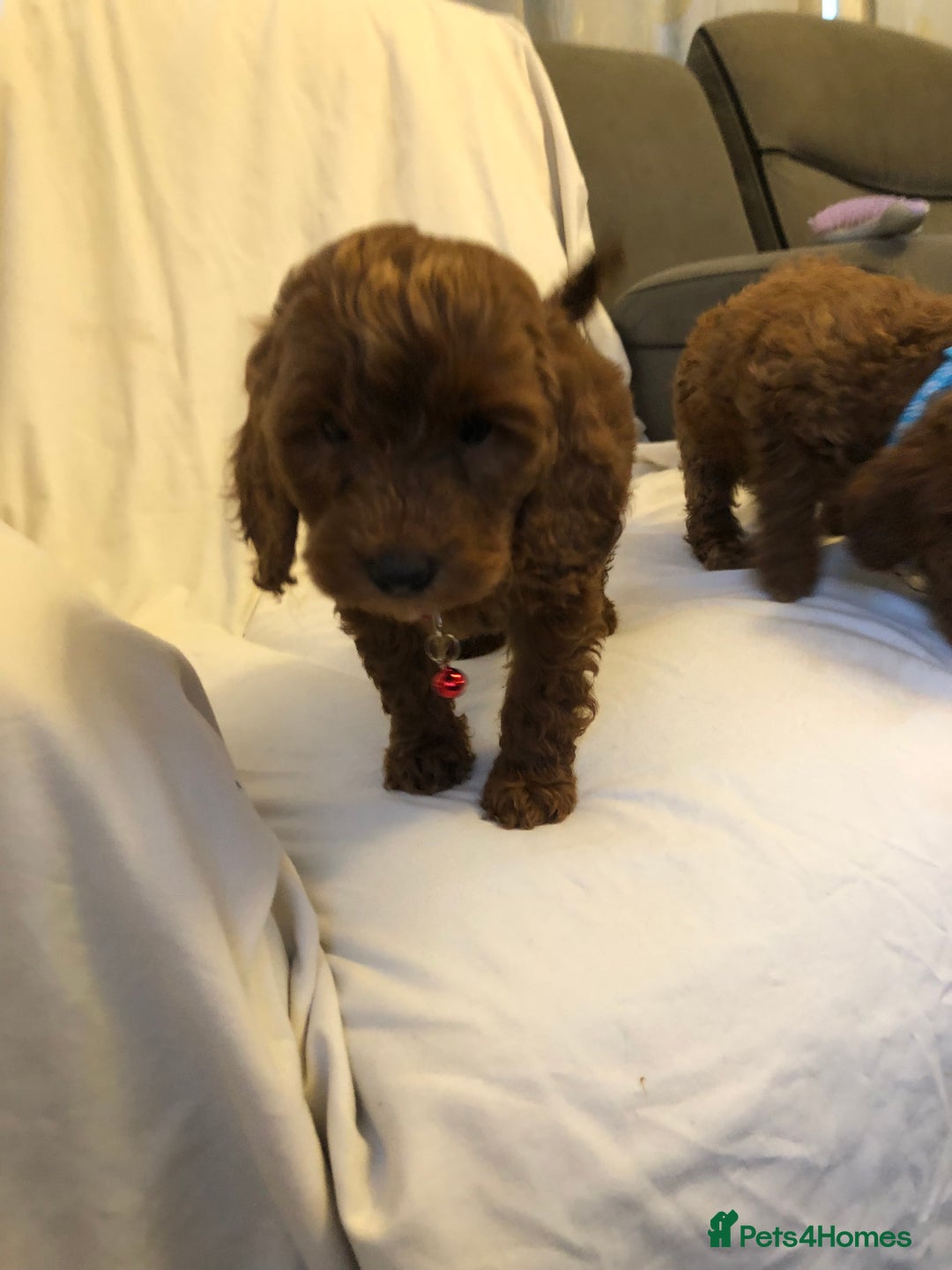 Cockapoo dogs for sale: Cockapoos - Advert 8