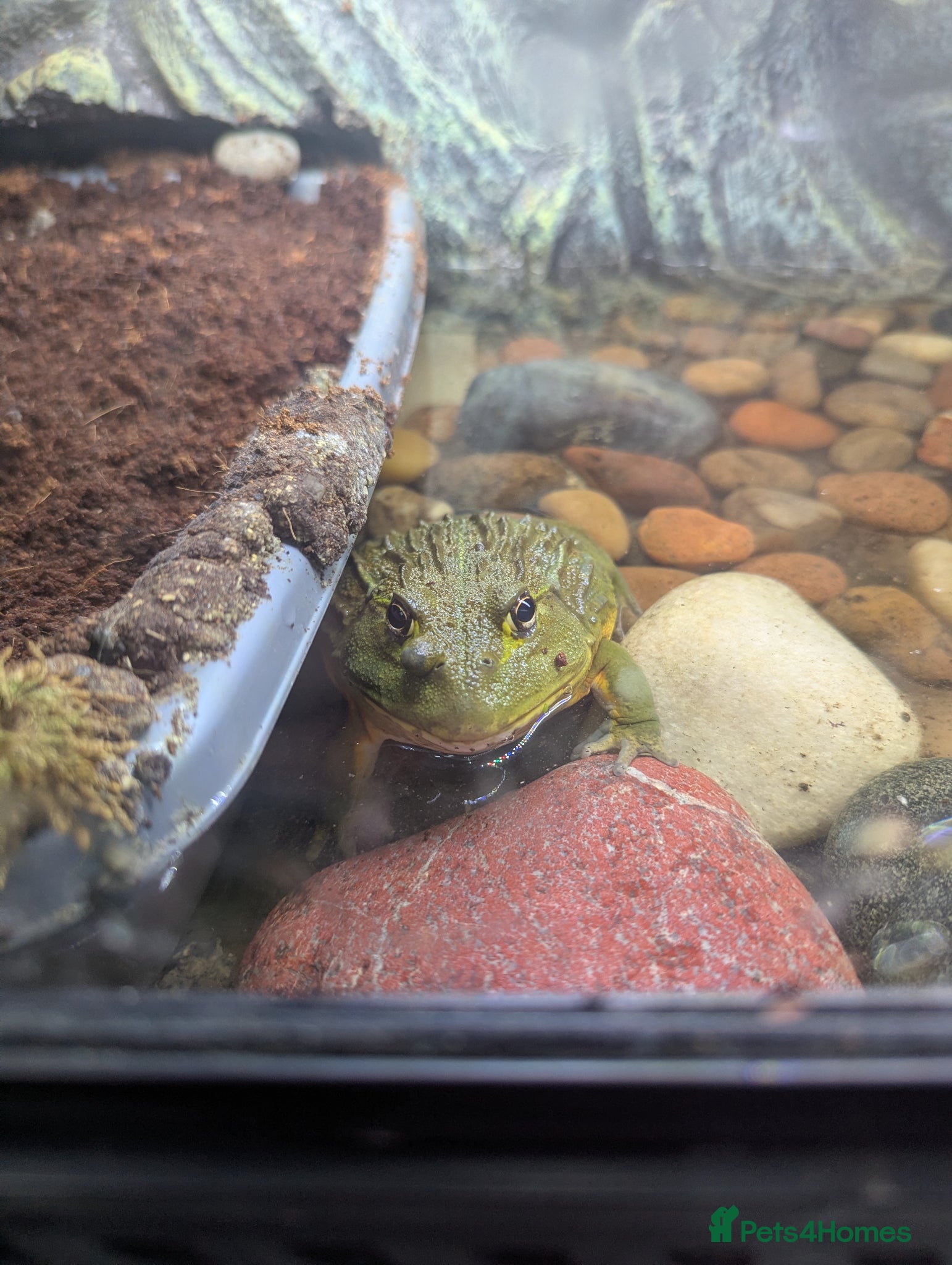 Frog reptiles Giant African bullfrog with enclosure/setup  - Advert 1