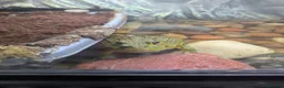 Frog reptiles for sale: Giant African bullfrog with enclosure/setup  in Swadlincote - Advert 1