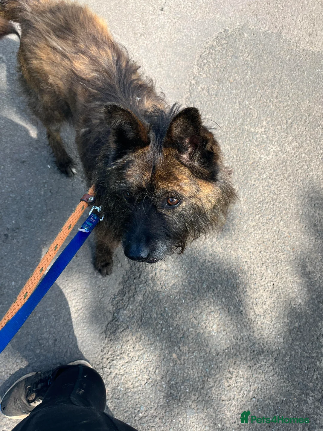 Mixed Breed dogs for adoption: Meet Aran, currently residing in Cheshire  in Nantwich - Advert 11