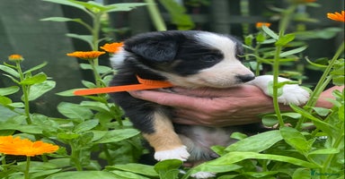 Border Collie dogs - Advert 14