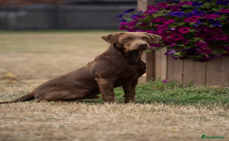 Labrador Retriever dogs for stud in March - Advert 4