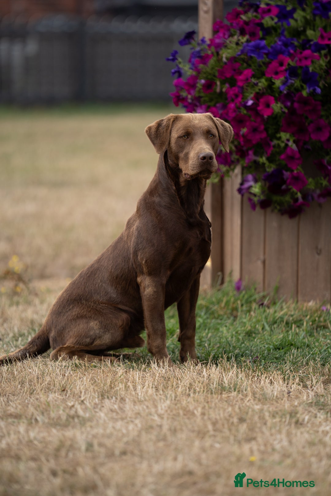 Labrador Retriever dogs for stud: KC Reg Chocolate Stud, 0/0 Hips & FTCH Pedigree in March - Advert 5