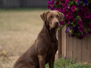 Labrador Retriever dogs in March - Advert 9