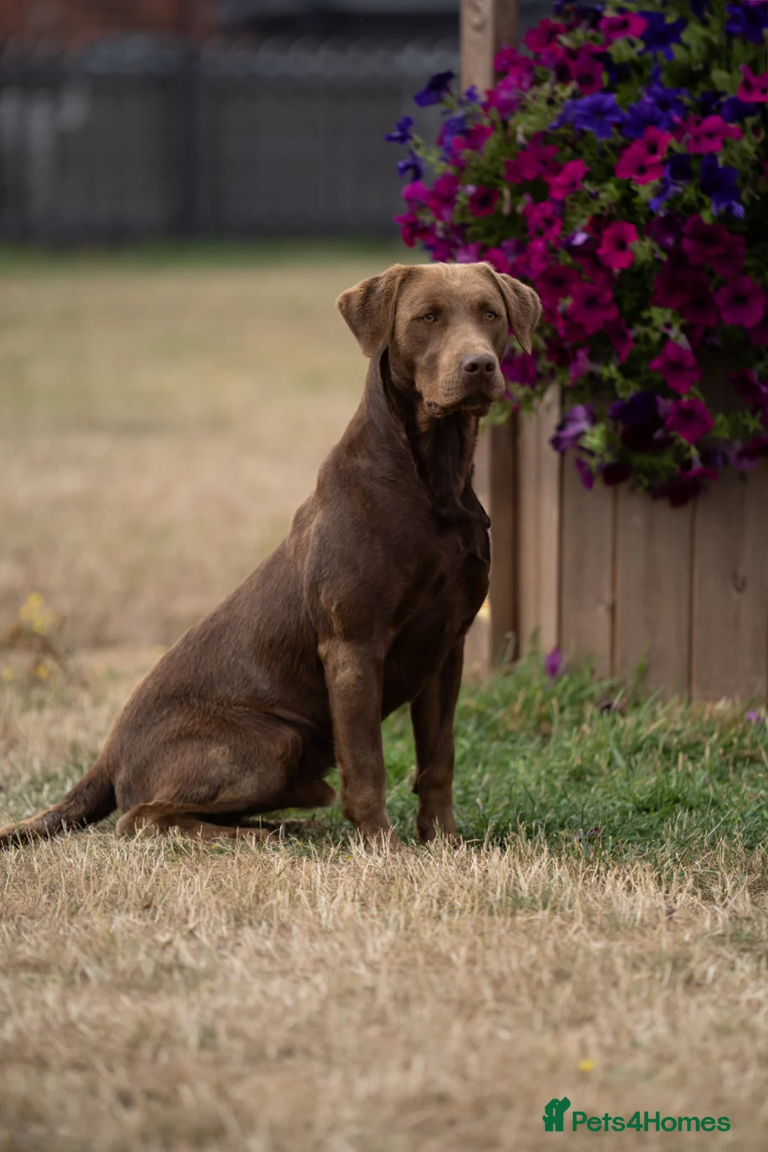 Labrador Retriever dogs for stud: KC Reg Chocolate Stud, 0/0 Hips & FTCH Pedigree in March - Advert 5