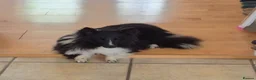Shetland Sheepdog dogs for sale: Bi black shetland sheepdog  in Spalding - Advert 2
