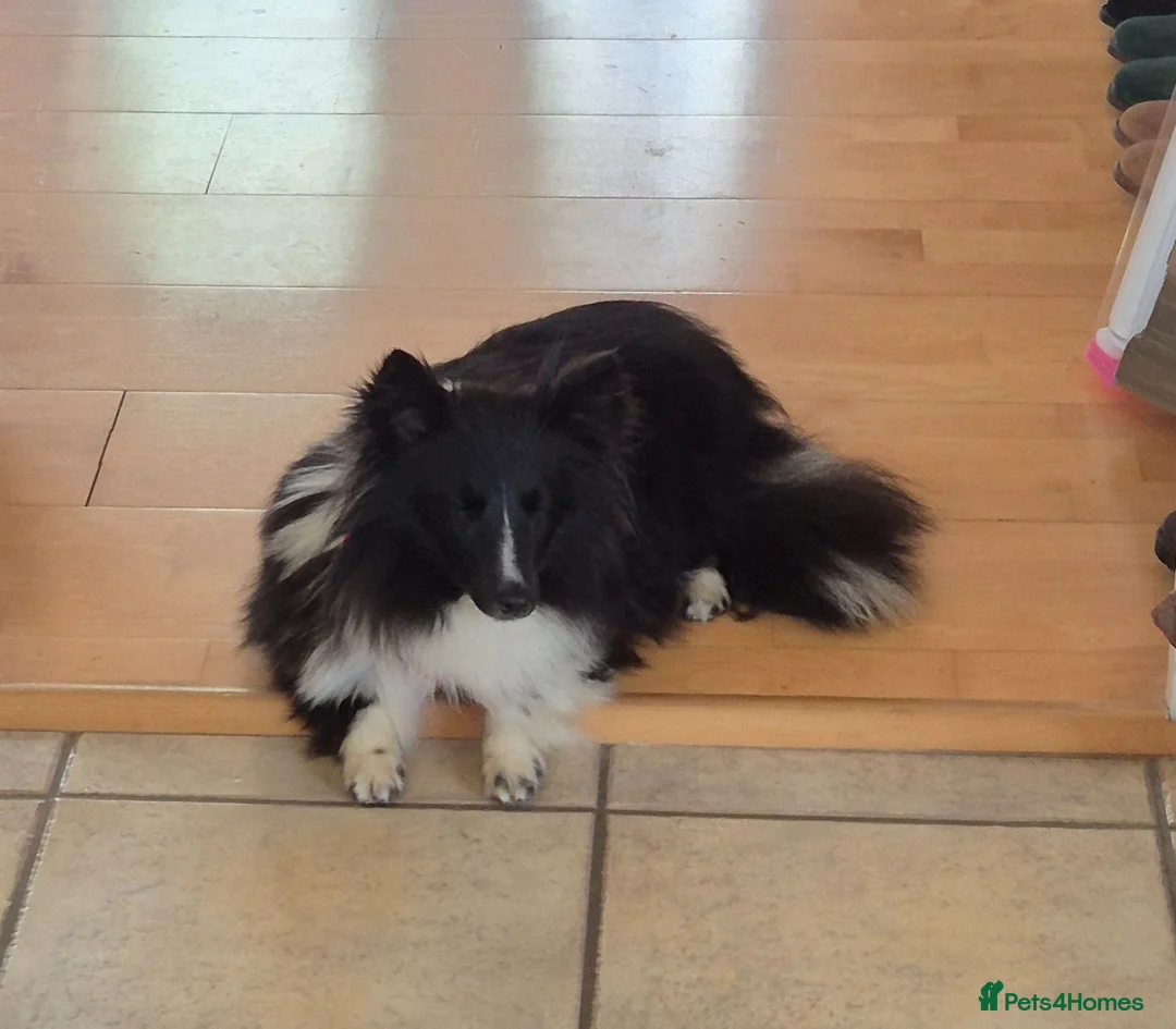 Shetland Sheepdog dogs for sale: Bi black shetland sheepdog  in Spalding - Advert 2
