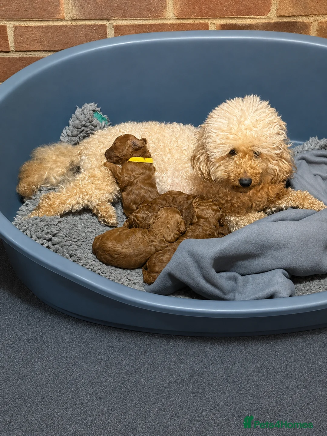 Miniature Poodle dogs for sale: Miniature poodles for sale (Red) in Hull - Advert 1