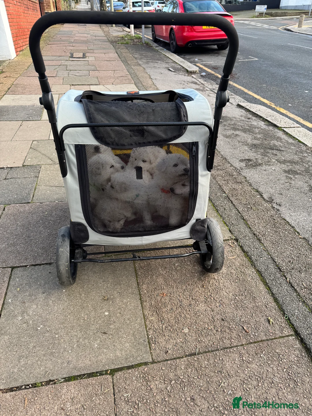 White Swiss Shepherd dogs for sale: Beautiful white Swiss shepherd  - Advert 7