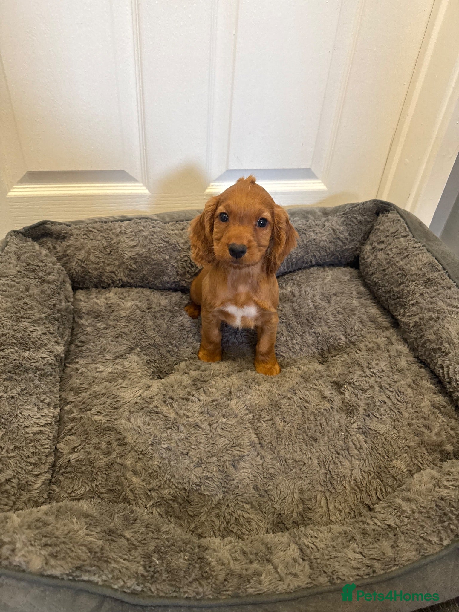 Cocker Spaniel dogs Pedigree Cocker Spaniel puppies  - Advert 1