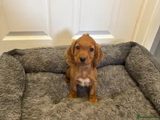 Cocker Spaniel dogs Pedigree Cocker Spaniel puppies - Advert 1