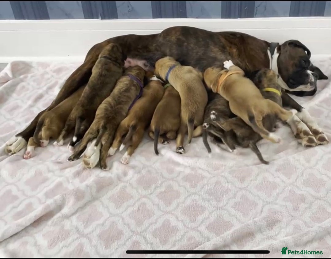 Boxer dogs for sale: A Second Chance for a Gentle Boxer - Advert 7