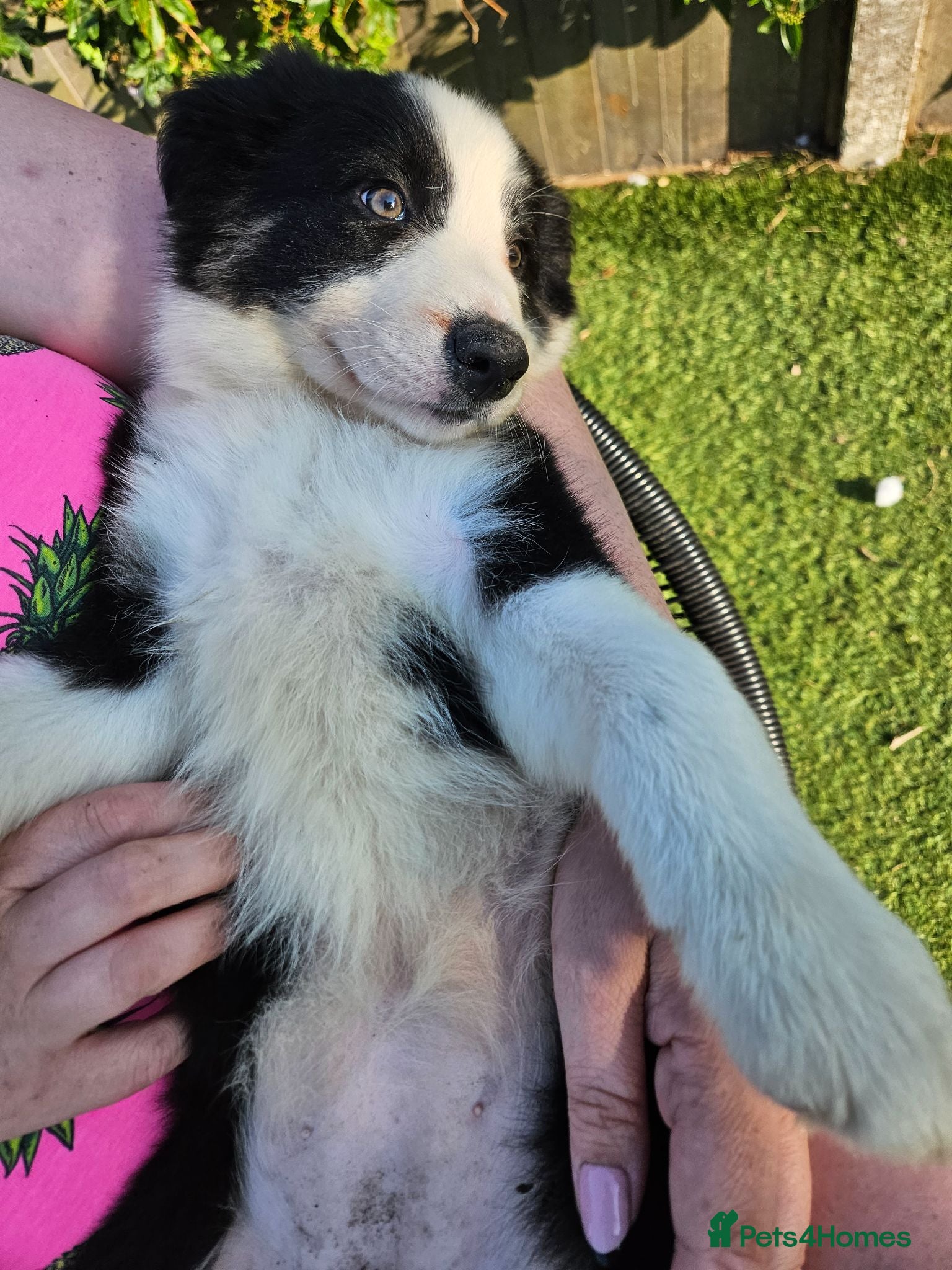 Border Collie dogs Only 2 Left! Border Collie Pups 🐶 Dam Clear!  - Advert 1