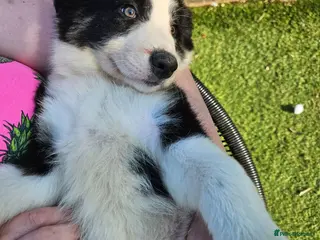 Border Collie dogs Only 2 Left! Border Collie Pups 🐶 Dam Clear! - Advert 1