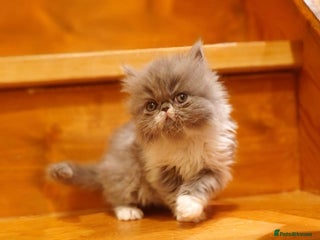 Persian cats Stunning pedigree Persian kittens - Advert 17