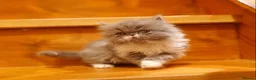 Persian cats for sale: Stunning pedigree Persian kittens - Advert 9