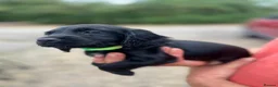 Cocker Spaniel dogs for sale: 🐾 KC Registered Working Cocker Spaniel Puppies 🐾 in Bury Saint Edmunds - Advert 17