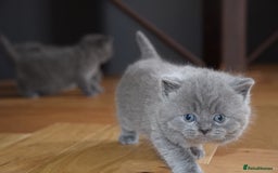 British Shorthair cats for sale: Chunky British Blue Shorthair Kittens, 2 Boys - Image 6